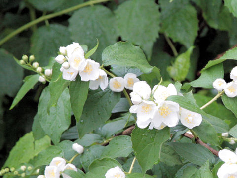 Philadelphus satsumi