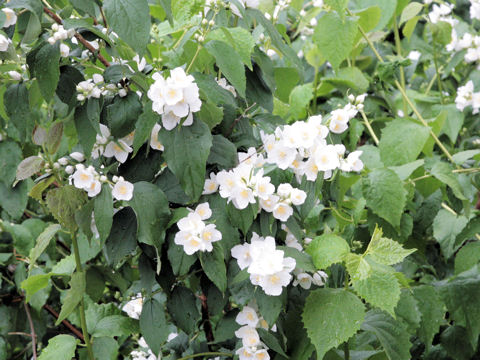 Philadelphus satsumi