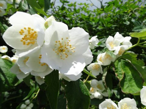 Philadelphus satsumi