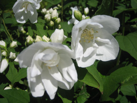 Philadelphus satsumi