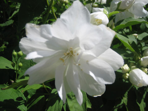 Philadelphus satsumi