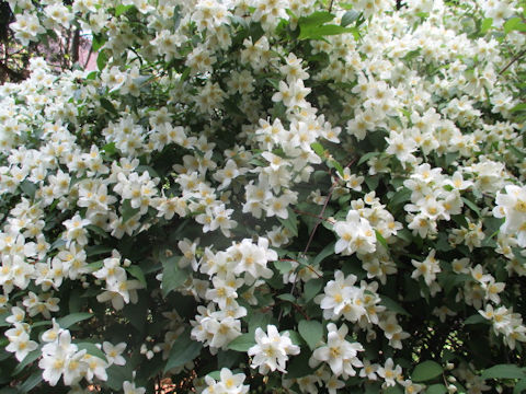 Philadelphus satsumi