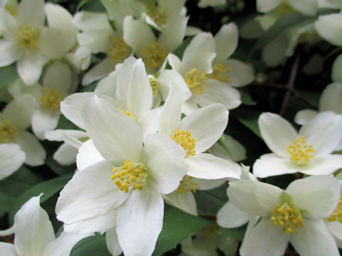 Philadelphus satsumi