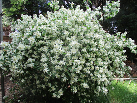 Philadelphus satsumi