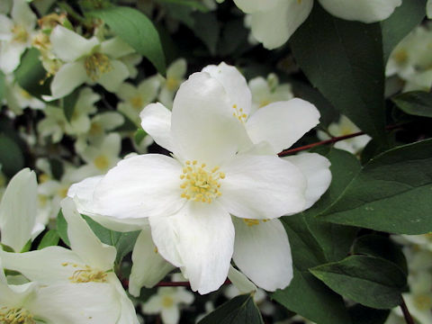 Philadelphus satsumi