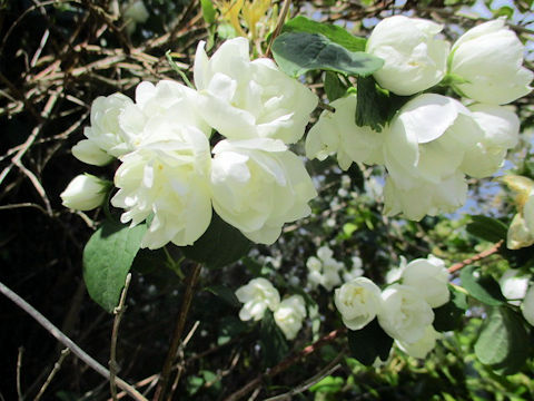 Philadelphus satsumi