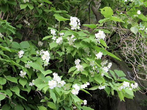 Philadelphus satsumi