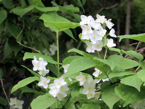 Philadelphus satsumi