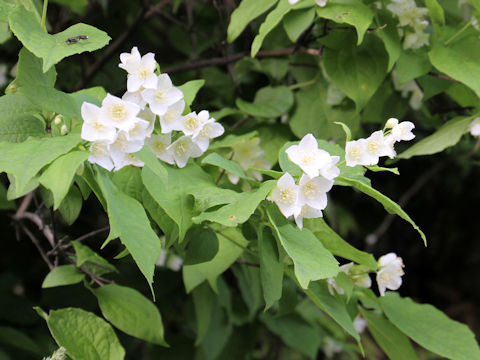 Philadelphus satsumi