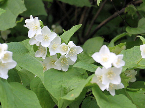 Philadelphus satsumi