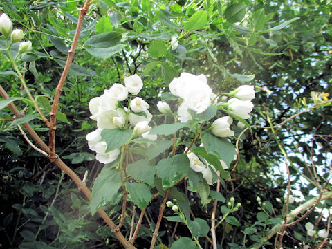 Philadelphus satsumi