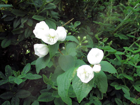 Philadelphus satsumi