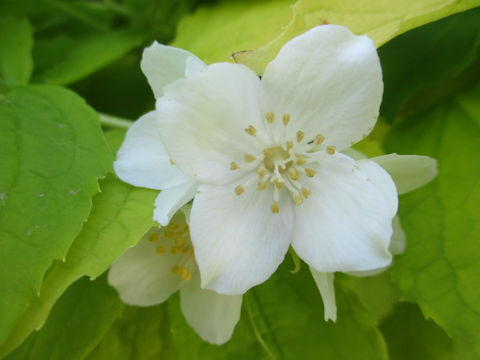 Philadelphus satsumi