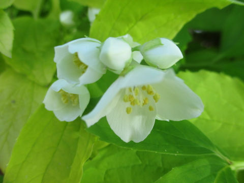 Philadelphus satsumi