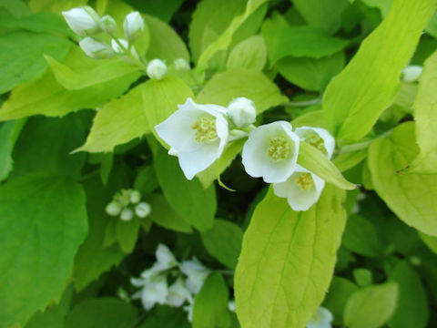 Philadelphus satsumi