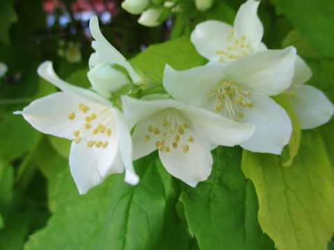 Philadelphus satsumi