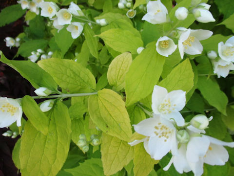 Philadelphus satsumi