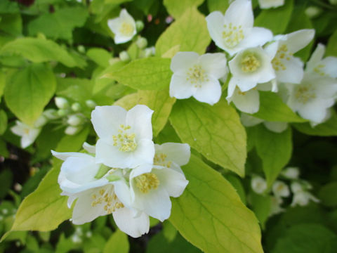 Philadelphus satsumi