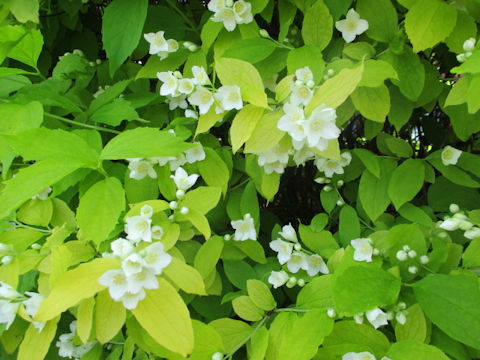 Philadelphus satsumi