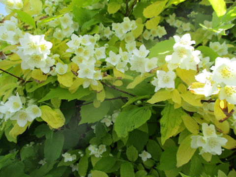 Philadelphus satsumi