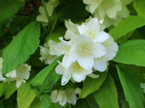 Philadelphus satsumi