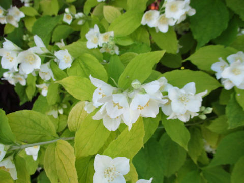 Philadelphus satsumi