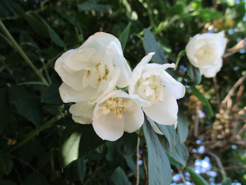 Philadelphus satsumi