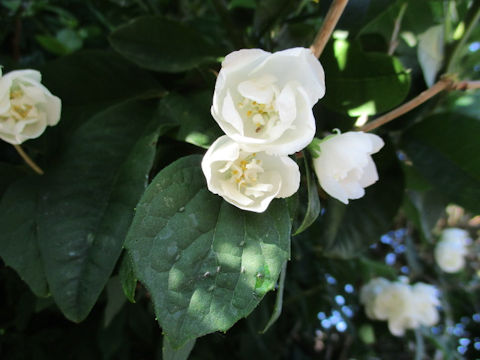 Philadelphus satsumi