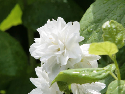 Philadelphus satsumi