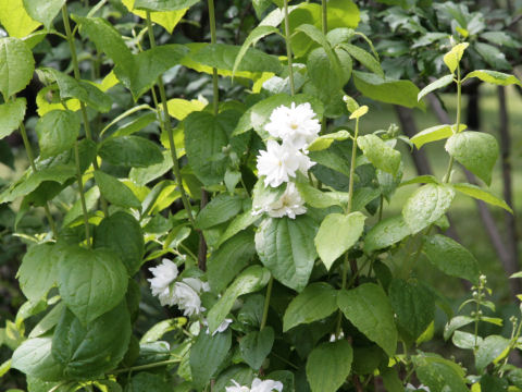 Philadelphus satsumi