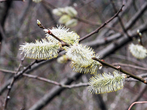 Salix bakko