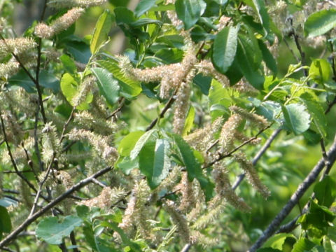 Salix bakko