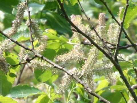 Salix bakko