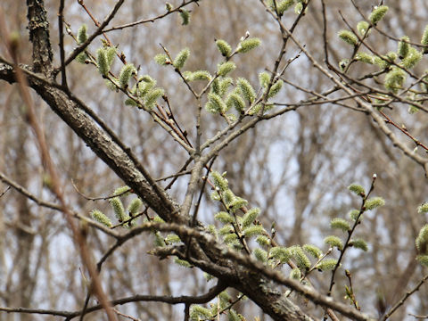 Salix bakko