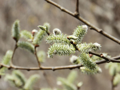 Salix bakko