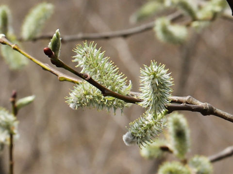 Salix bakko