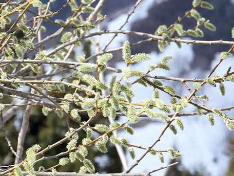 Salix bakko