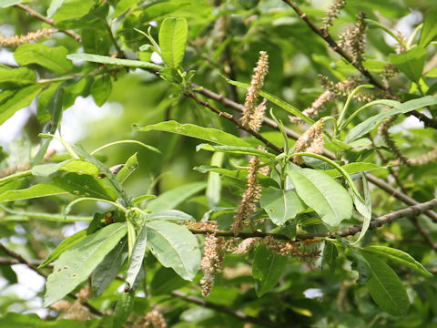 Salix bakko