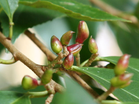 Prunus zippeliana