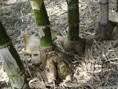 Bambusa balcooa