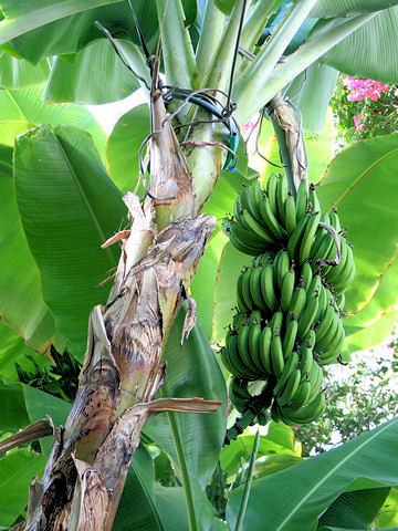 Musa acuminata