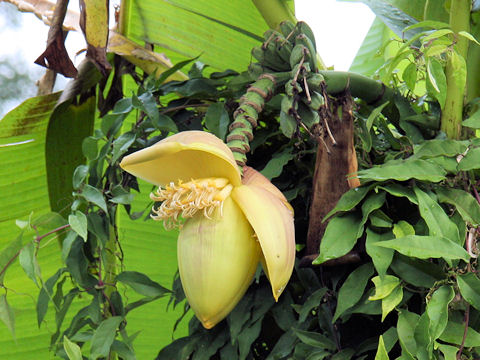 Musa acuminata