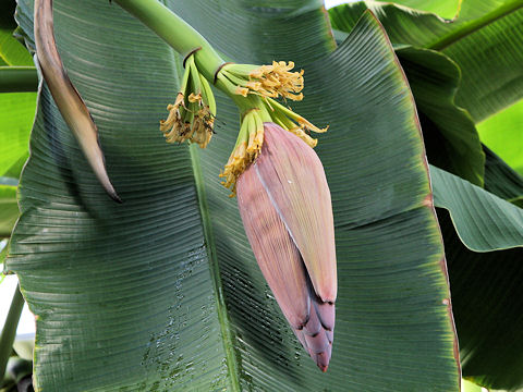 Musa acuminata