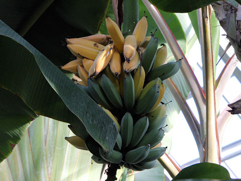 Musa acuminata