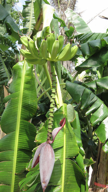 Musa acuminata