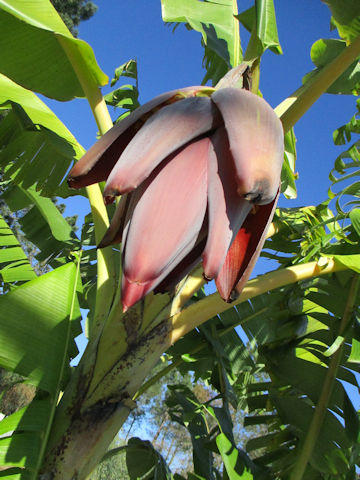 Musa acuminata