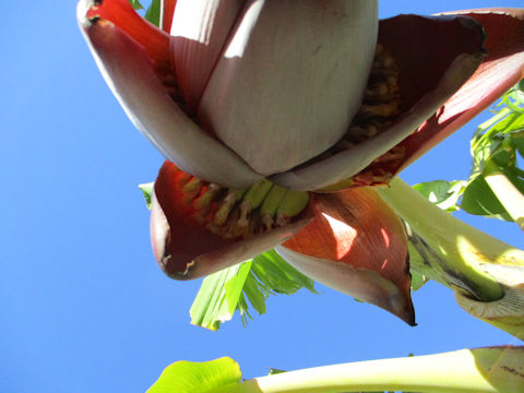 Musa acuminata