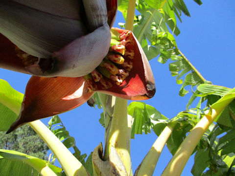 Musa acuminata