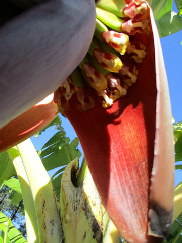 Musa acuminata