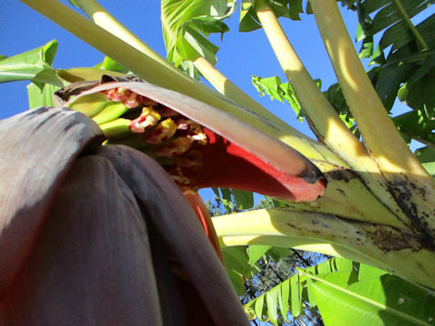 Musa acuminata